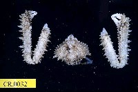 藏品(棘刺菱蟹)的圖片